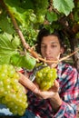 Man hand harvesting Chardonnay grapes in Australian vineyard