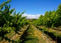 Vineyard of Yakima Washington Royalty Free Stock Photo