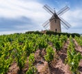 Vineyard or yard of vines and the eponymous windmill of famous french red wine at the background. Romaneche-Thorins, France