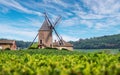 Vineyard or yard of vines and the eponymous windmill of famous french red wine at the background. RomanÃÂ¨che-Thorins, France Royalty Free Stock Photo