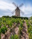 Vineyard or yard of vines and the eponymous windmill of famous french red wine at the background. RomanÃÂ¨che-Thorins, France