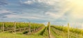 Vineyard in Yarra Valley, Australia Royalty Free Stock Photo