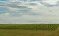 Vineyard in Yarra Valley, Australia Royalty Free Stock Photo