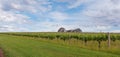 Vineyard in Yarra Valley, Australia Royalty Free Stock Photo
