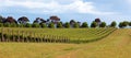 Vineyard in Yarra Valley, Australia Royalty Free Stock Photo