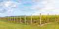 Vineyard in Yarra Valley, Australia Royalty Free Stock Photo