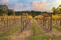 Vineyard in Yarra Valley, Australia in autumn Royalty Free Stock Photo