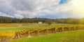 Vineyard in Yarra Valley, Australia at sunset Royalty Free Stock Photo