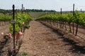 Vineyard at Yehuda mountains Israel Royalty Free Stock Photo