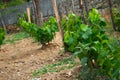Vineyard with young vine plants