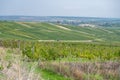 Vineyard in Zornheim near Mainz, Germany Royalty Free Stock Photo