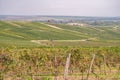 Vineyard in Zornheim near Mainz, Germany Royalty Free Stock Photo
