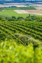 Vineyards Royalty Free Stock Photo