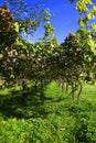 Vineyards Royalty Free Stock Photo