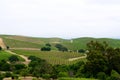 Vineyards Royalty Free Stock Photo