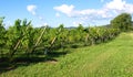 French Vineyards in the Alsace Region on a sunny day with blue sky and white fluffy clouds France