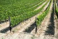 Vineyards Royalty Free Stock Photo