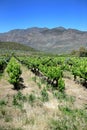 Vineyards Royalty Free Stock Photo