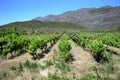 Vineyards Royalty Free Stock Photo