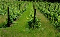 Vineyards with acacia poles sloping down the rows are down the slope. the vineyard is grassed historic. the vine is grown before Royalty Free Stock Photo