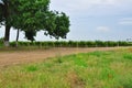 Vineyards. Agriculture in Taman.