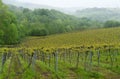 Vineyards in Aia. Txakoli production in the municipality of Aia, Gipuzkoa, Euskadi