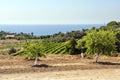 Vineyards of Alella Royalty Free Stock Photo