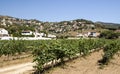 Vineyards of Alella Royalty Free Stock Photo