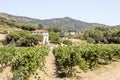 Vineyards of Alella Royalty Free Stock Photo