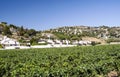 Vineyards of Alella Royalty Free Stock Photo