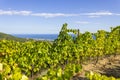 Vineyards Alella Royalty Free Stock Photo