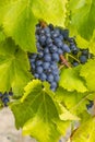 Ripe grapes on the vine Royalty Free Stock Photo