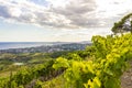 Vineyards of the Alella wine region in Spain Royalty Free Stock Photo