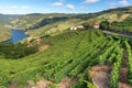 Vineyards along Minho River, Ribeira Sacra in Lugo province, Spain