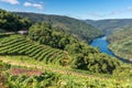 Vineyards along Minho River, Ribeira Sacra in Lugo province, Spain Royalty Free Stock Photo