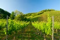 Vineyards along the mosel Royalty Free Stock Photo