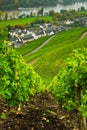 Vineyards along the mosel