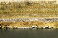 Vineyards along the river