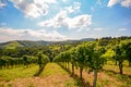 Vineyards along the South Styrian Wine Road in autumn, Austria