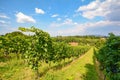 Vineyards along the South Styrian Wine Road in autumn, Austria