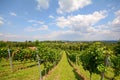 Vineyards along the South Styrian Wine Road in autumn, Austria