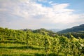 Vineyards along the South Styrian Wine Road in autumn, Austria