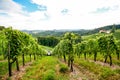 Vineyards along the South Styrian Wine Road in autumn, Austria