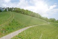 Vineyards along the South Styrian Wine Road in summer, Austria