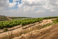 Vineyards along Way of the Patriarchs. Israel Royalty Free Stock Photo