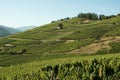 Vineyards in Alsace Royalty Free Stock Photo