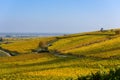 Vineyards of alsace - close to small village Hunawihr, France Royalty Free Stock Photo