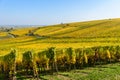 Vineyards of alsace - close to small village Hunawihr, France Royalty Free Stock Photo