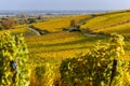 Vineyards of alsace - close to small village Hunawihr, France Royalty Free Stock Photo