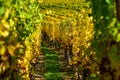 Vineyards of alsace - close to small village Hunawihr, France Royalty Free Stock Photo
